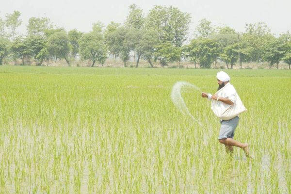 धान (Paddy)