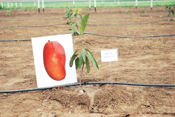 फलदार पौधों (Fruit plants)