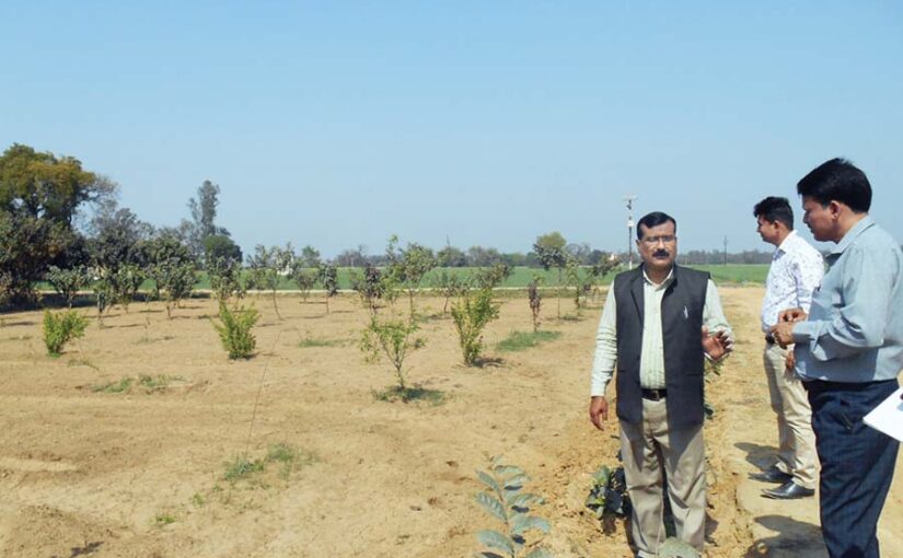 फलदार पौधों (Fruit plants) को रोपने से पहले करें यह तैयारी