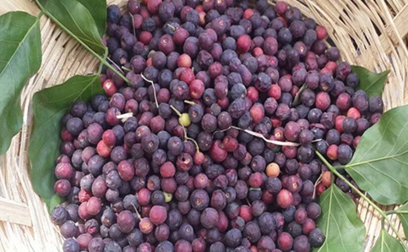फालसा कम देखभाल अधिक उत्पादन