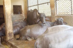 गरमियों में क्या करें हम, दुधारू पशुओं (Dairy Animals) का  दूध न हो कम