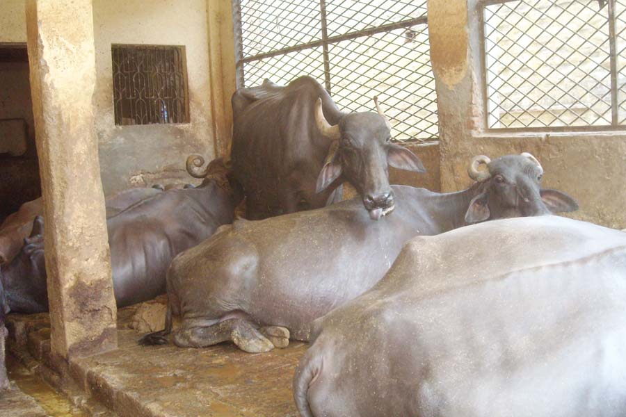 गरमियों में क्या करें हम, दुधारू पशुओं (Dairy Animals) का  दूध न हो कम