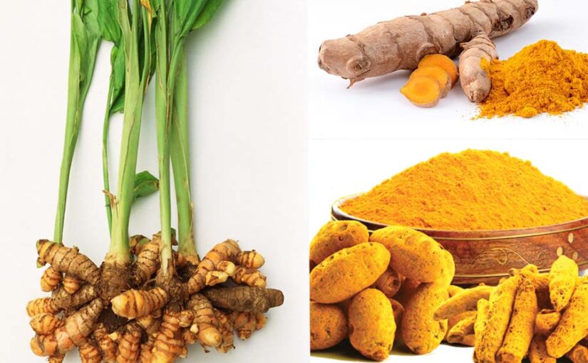 हलदी (Turmeric) की उन्नत खेती