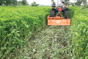 हरी खाद (Green Manure)