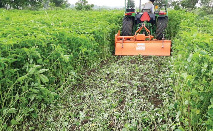 हरी खाद (Green Manure) से बढ़ाएं मिट्टी की पैदावार कूवत