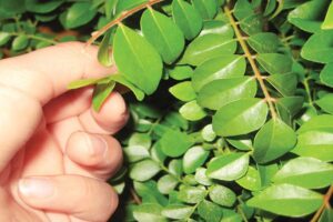 करी पत्ता (Curry Leaves)