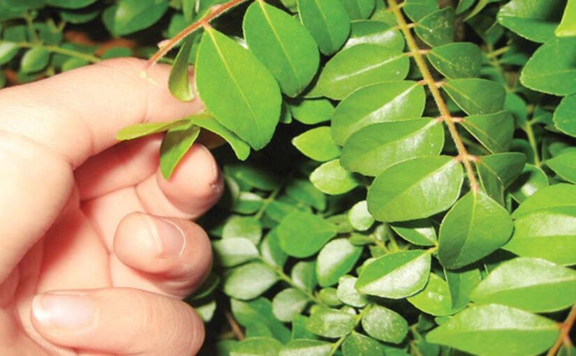करी पत्ता (Curry Leaves) की विदेशों में भी है मांग