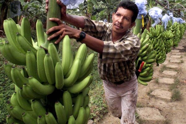 केला (Banana Farming) से मिले अच्छी उपज