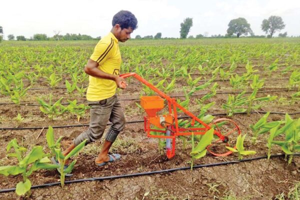 केला (Banana Farming)