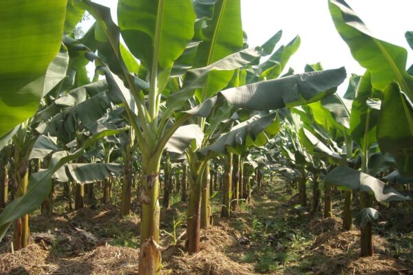 केला (Banana Farming)