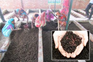 केंचुआ खाद (Vermicompost) से मिले भरपूर उत्पादन