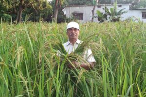 किसान ने खोजी खूबियों वाली धान (Paddy) की नई किस्म