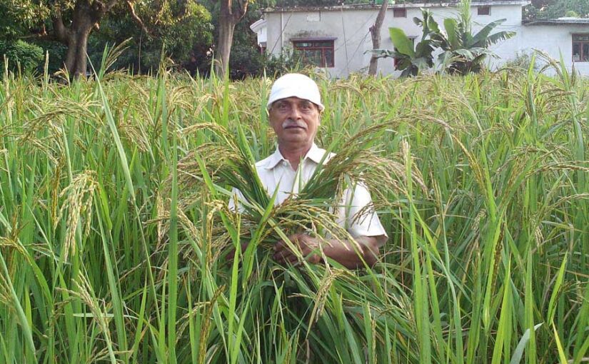 किसान ने खोजी खूबियों वाली धान (Paddy) की नई किस्म