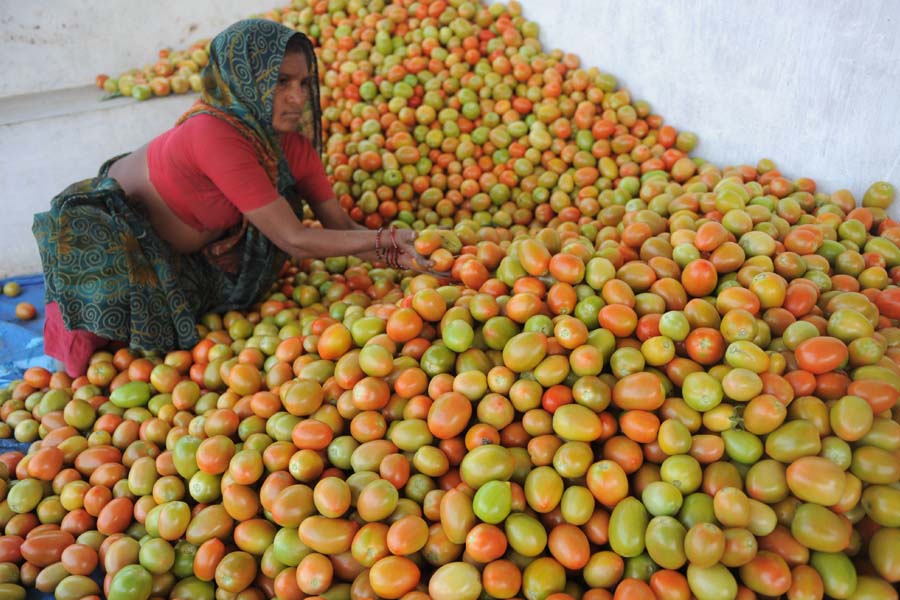 किसानों के लिए मुफीद है टमाटर (Tomato) की खेती