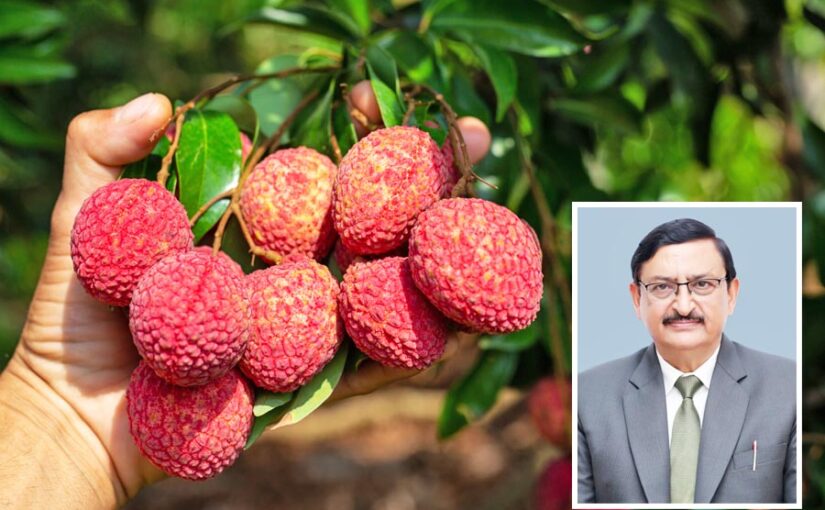 स्ट्राबेरी के बाद अब लीची (Litchi) जैसी फसल भी उगा सकेंगे किसान