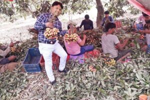 लीची की बागबानी (Litchi Horticulture)