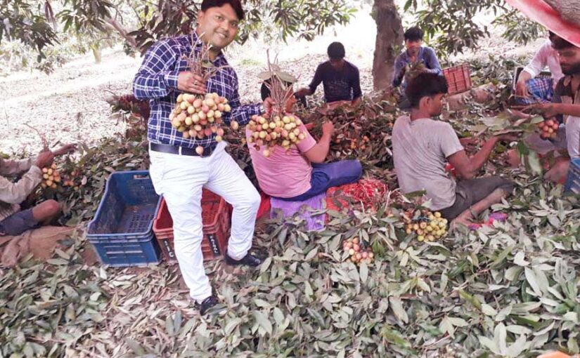 लीची की उन्नत बागबानी (Litchi Horticulture)