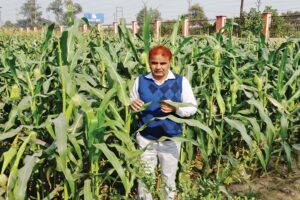 मक्के (Maize) की वैज्ञानिक खेती