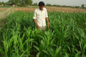 अप्रैल महीने के खेती के काम (Farming Work)