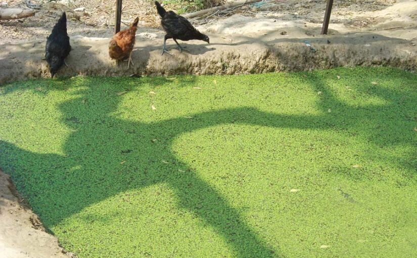 नील हरित शैवाल (Blue Green Algae) से खेती में फायदा