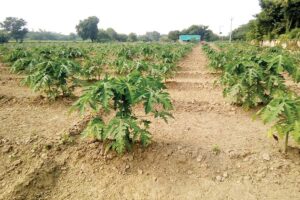 पपीता (Papaya)