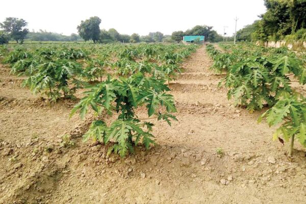 पपीते (Papaya) की कुछ उन्नत किस्में