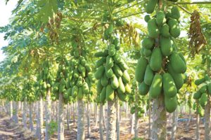 पपीता (Papaya) उत्पादन की सघन बागबानी