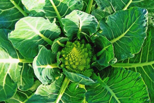 रोमनेस्को ब्रोकोली (Romanesco Broccoli)