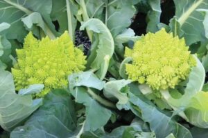 रोमनेस्को ब्रोकोली (Romanesco Broccoli)