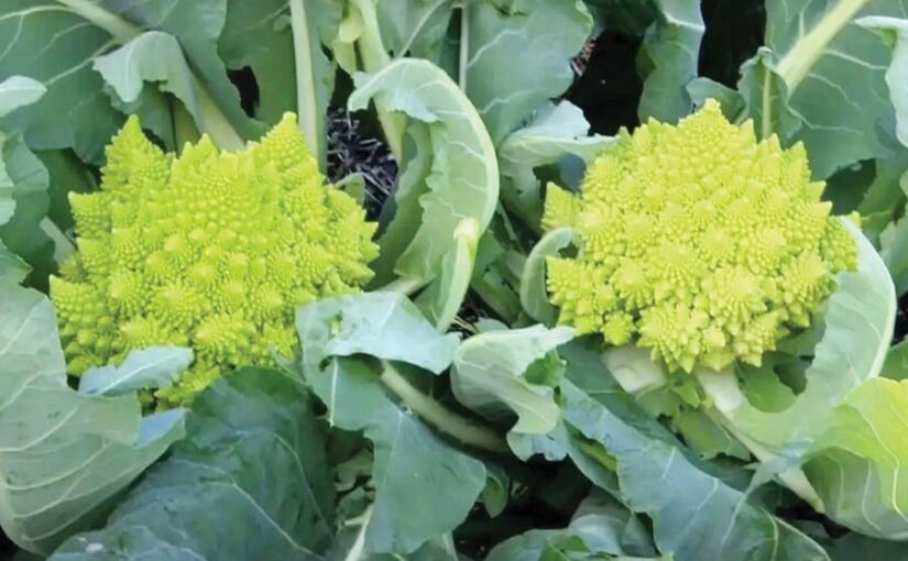 रोमनेस्को ब्रोकोली (Romanesco Broccoli) एक अनोखी गोभी