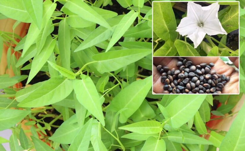 कलमी साग (Kalmi Saag) या करमुआ की उन्नत खेती