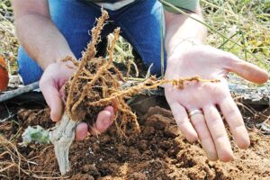 जड़गांठ रोग (Root Knot disease)