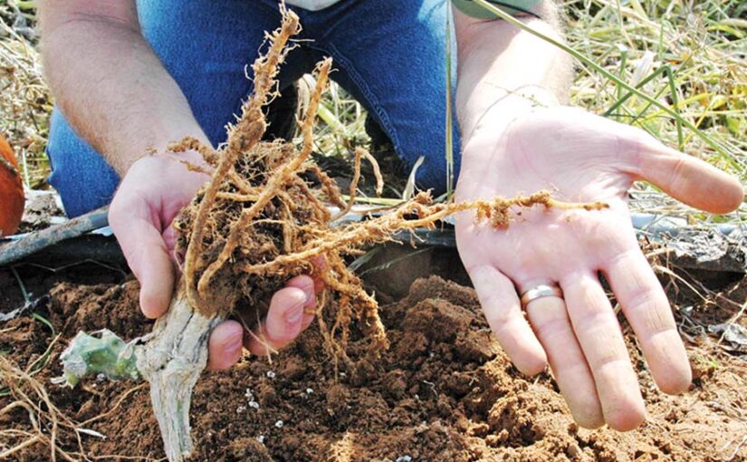 सब्जियों की खेती में जड़गांठ रोग (Root Knot disease) से बचाव