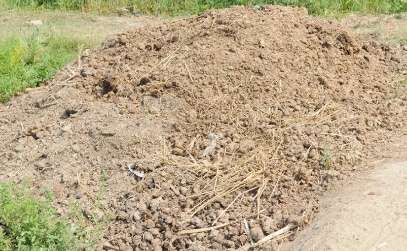 कम लागत में प्राकृतिक खेती (Natural Farming) से कैसे करें अच्छी कमाई?