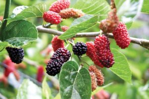 शहतूत की खेती (Mulberry Cultivation)