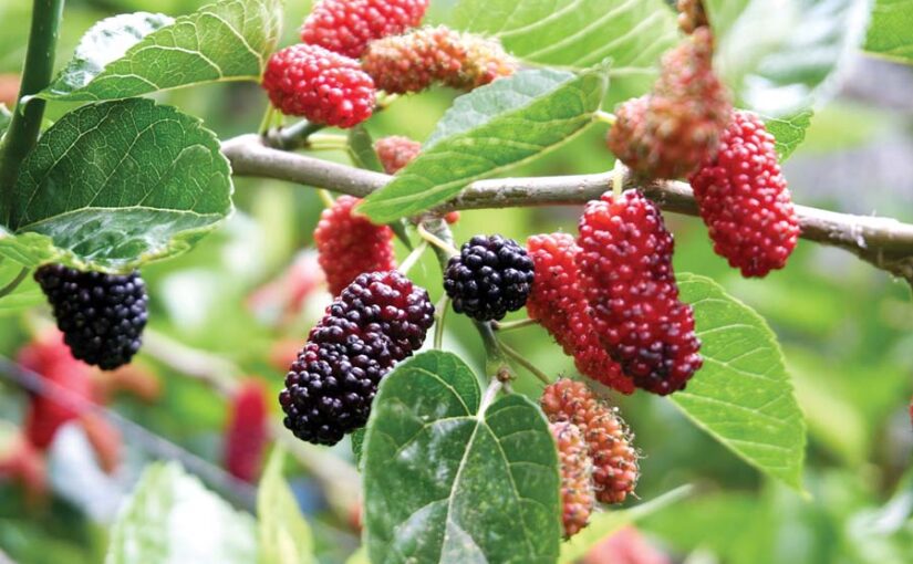 बागबानी : शहतूत की खेती (Mulberry Cultivation)