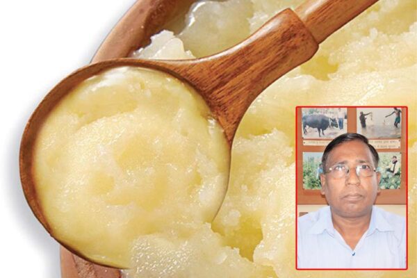 घी उत्पादन (Ghee Production) के लिए पालें भदावरी भैंस