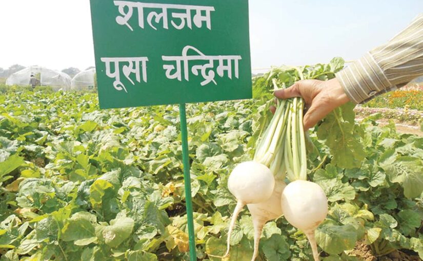 जड़ वाली सब्जियों (Root Vegetables) की जैविक खेती