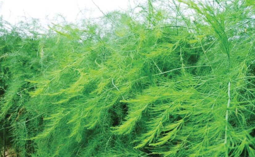 औषधीय फसल सतावर (Medicinal Crop Satavar) की उन्नत खेती