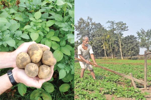 आलू की खेती (Potato Cultivation) और किस्म ‘कुफरी मोहन’