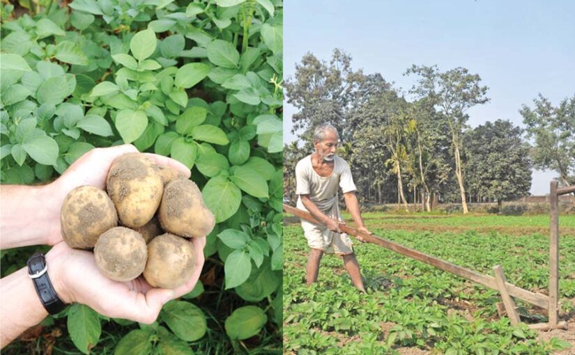 आलू की खेती (Potato Cultivation) और किस्म ‘कुफरी मोहन’