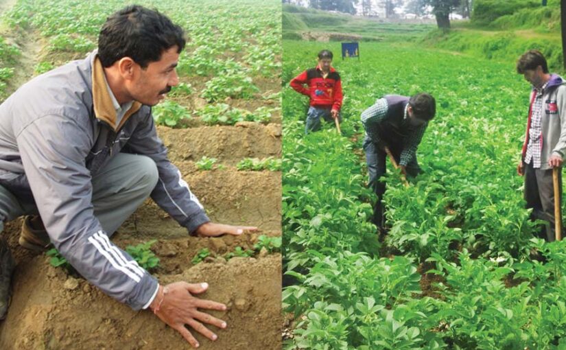 आलू की खेती (Potato Farming) में मुनाफा ऐसे लें