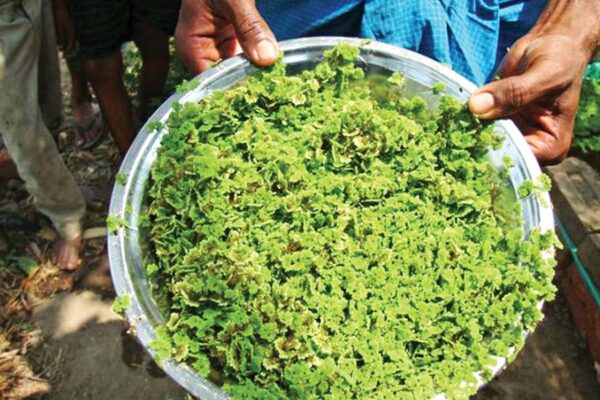 अजोला (Azolla) बढ़ाए पैदावार