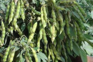 मिश्रित खेती (Mixed farming)