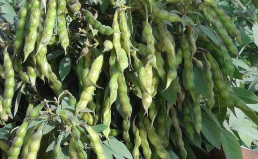 अरहर कुदरत 3 और मूंग जनकल्याणी की मिश्रित खेती (Mixed farming) : अधिक मुनाफा