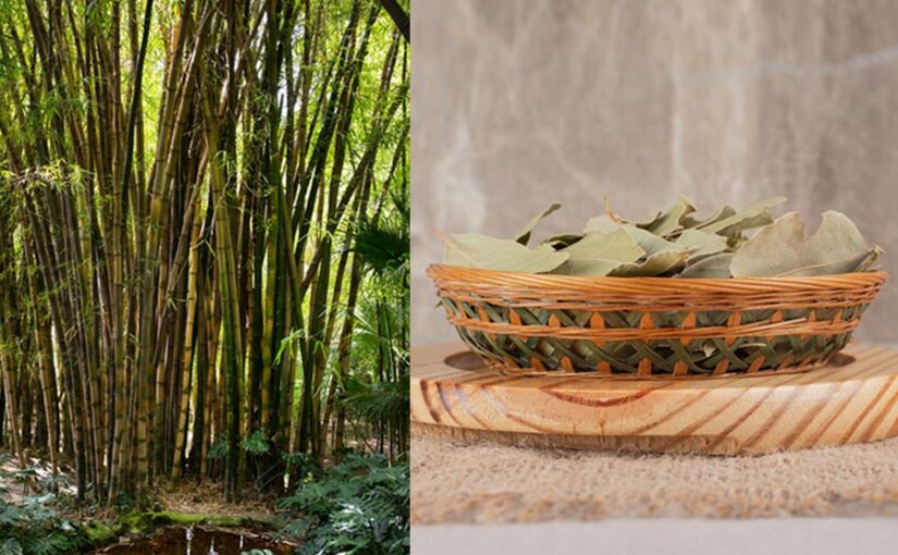 अनोखा बांस (Bamboo) : फायदे अनेक