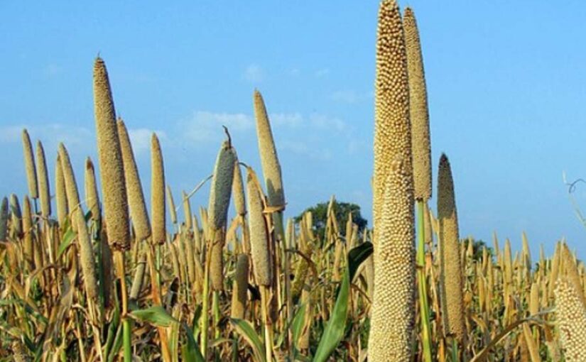 बाजरा (millet) की उन्नत किस्मों से बढ़े पैदावार