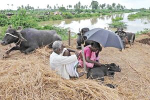 बारिश में चौपायों की ऐसे करें देखभाल