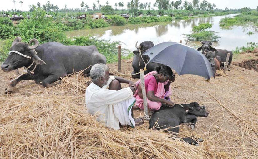 बारिश में चौपायों की ऐसे करें देखभाल