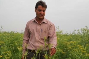 बीजीय मसाला फसल (Seed Spice Crops) उगा कर आमदनी बढाएं